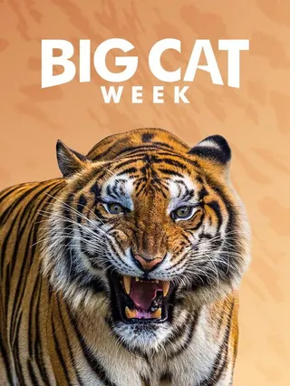 Görsel: TMDB Big Cat Diary afişi