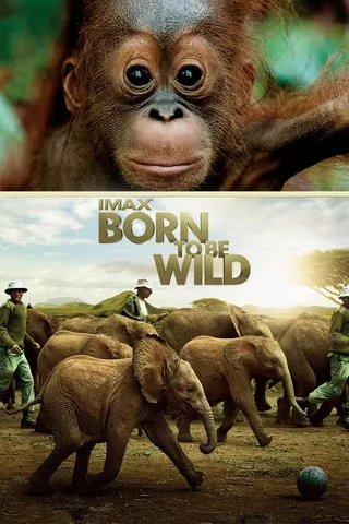 Görsel: TMDB Born to Be Wild afişi