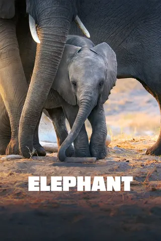 Elephant afişi