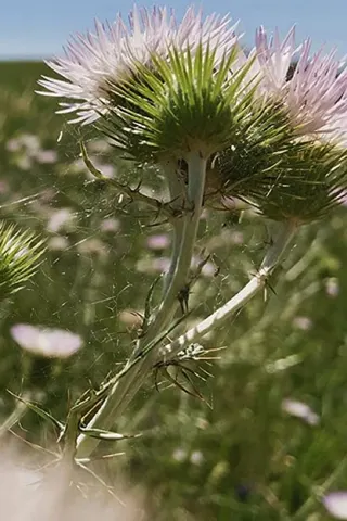 Fiori, Fiori, Fiori afişi
