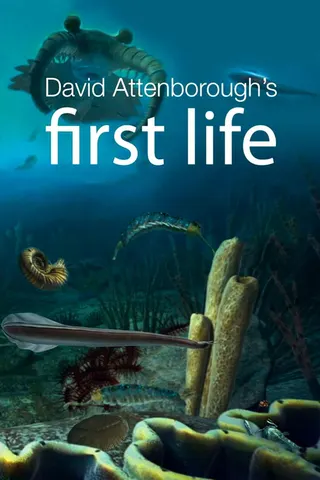 Görsel: TMDB First Life afişi