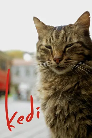 Görsel: TMDB Kedi afişi
