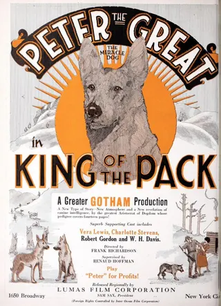 Görsel: TMDB King of the Pack afişi