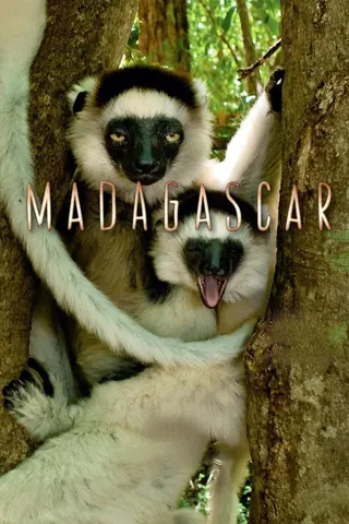 Görsel: TMDB Madagascar afişi