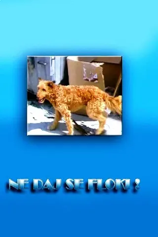 Ne daj se, Floki afişi
