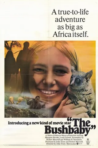 Görsel: TMDB The Bushbaby afişi