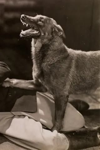 The Hound of Silver Creek afişi