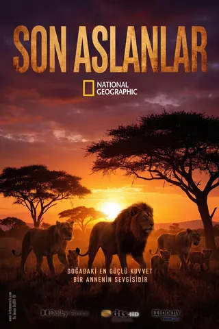 Görsel: TMDB The Last Lions afişi