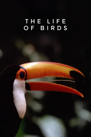 Görsel: TMDB The Life of Birds afişi