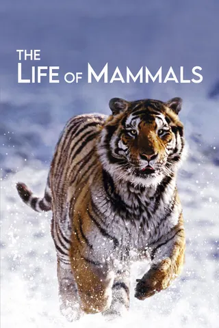 Görsel: TMDB The Life of Mammals afişi