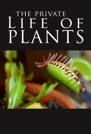 Görsel: TMDB The Private Life of Plants afişi
