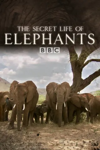 The Secret Life of Elephants afişi