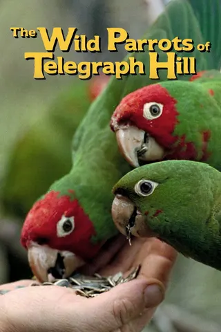 The Wild Parrots of Telegraph Hill afişi
