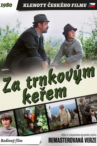 Za trnkovým keřem afişi